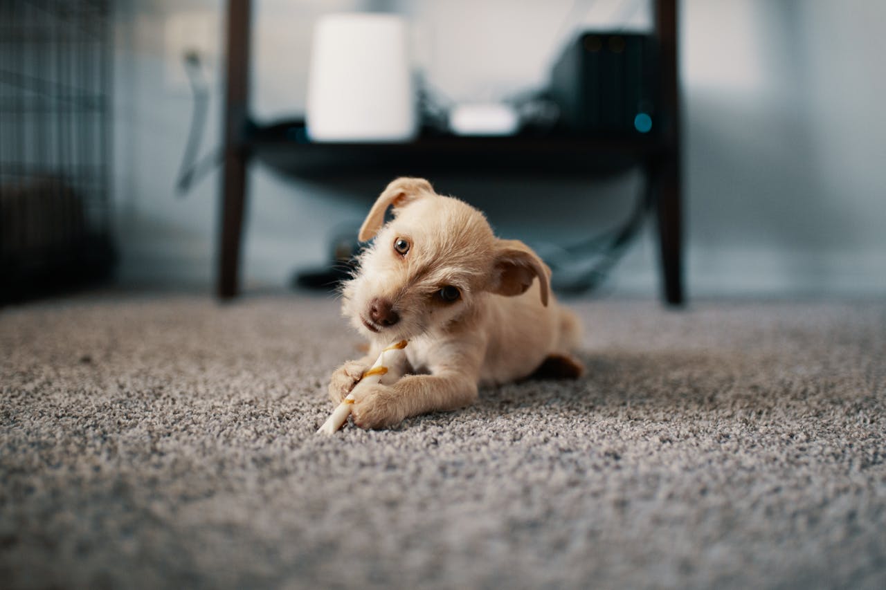 Dlaczego karmy dla małych psów są takie ważne?